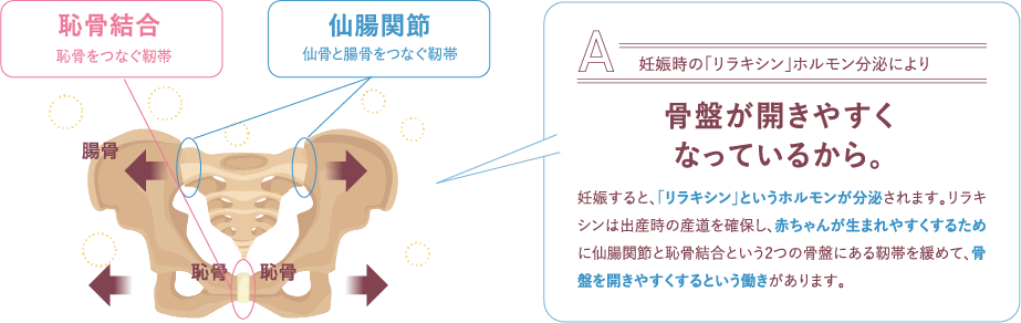 妊娠時の「リラキシン」ホルモン分泌により骨盤が開きやすくなっているから。